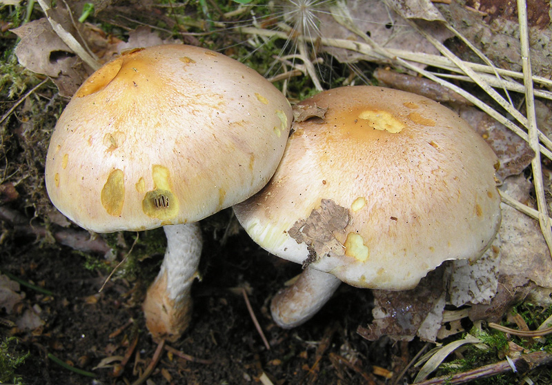 Hypholoma radicosum